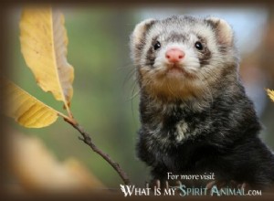 Furet :guide des animaux spirituels, totem, symbolisme et signification 