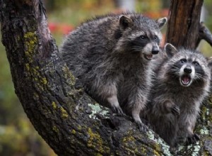 アライグマを夢見るとはどういう意味ですか 