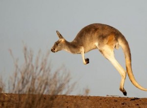 Canguro:Espíritu Animal Guía, Tótem, Simbolismo y Significado 