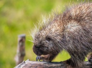 Puercoespín:Espíritu Animal Guía, Tótem, Simbolismo y Significado 