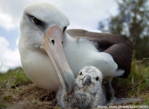 Albatros :guide des animaux spirituels, totem, symbolisme et signification 