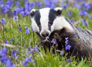 Tejón:espíritu animal, tótem, simbolismo y significado 