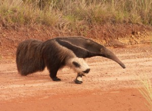 Oso Hormiguero:Espíritu Animal, Tótem, Simbolismo y Significado 