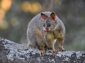 Zarigüeya y Zarigüeya:espíritu animal, tótem, simbolismo y significado 