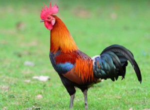 ¿Qué significa soñar con gallo? 