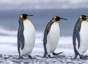 ¿Qué significa soñar con pinguino? 