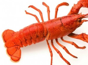 Que signifie rêver de homard ? 