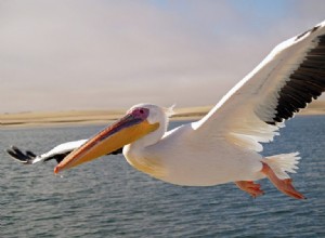 ペリカンを夢見るとはどういう意味ですか？ 