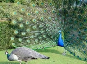 ¿Qué significa soñar con pavo real? 