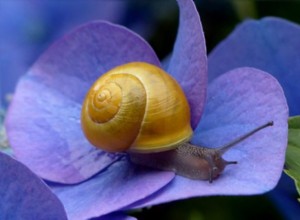 ¿Qué significa soñar con caracol? 