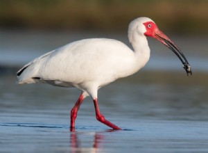 ¿Qué significa soñar con ibis? 