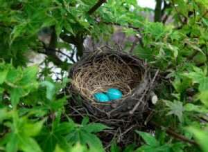 Nestについて夢を見るとはどういう意味ですか？ 