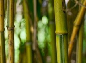 Drömmer du om att bli omgiven av bambu? 