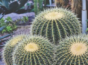 ¿Qué significa soñar con cactus? 