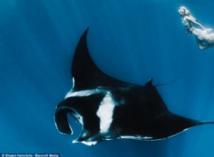 Manta Raya:Espíritu Animal Guía, Tótem, Simbolismo y Significado 