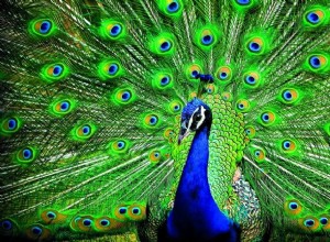 Pavo real:espíritu animal, tótem, simbolismo y significado 