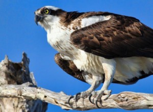 Osprey:animal espiritual, totem, simbolismo e significado 