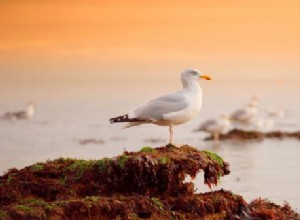 Gaviota y Arenque:Espíritu Animal, Tótem, Simbolismo y Significado 