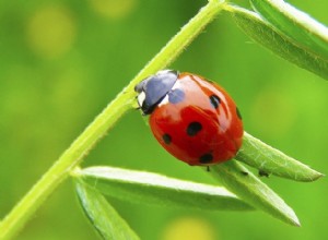 Ladybug:espíritu animal, tótem, simbolismo y significado 