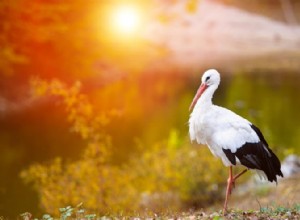 Cigüeñas:espíritu animal, tótem, simbolismo y significado 