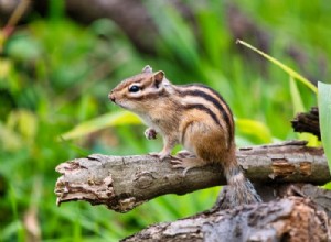 Chipmunk :animal spirituel, totem, symbolisme et signification 