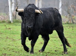 Bull/Ox:Spirit Animal, Totem, Symbolism and Meaning 