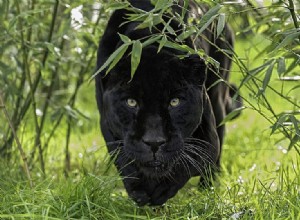 Panthère noire :animal spirituel, totem, symbolisme et signification 