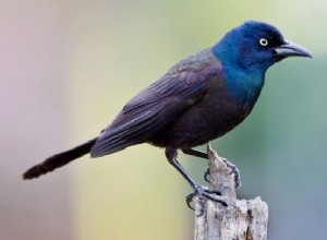 Grackle:espíritu animal, tótem, simbolismo y significado 