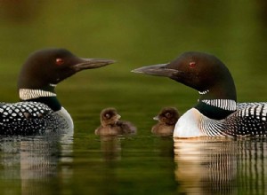 Lommer:Åndedyr, totem, symbolik og mening 