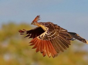 Hoatzin:Espíritu Animal, Tótem, Simbolismo y Significado 