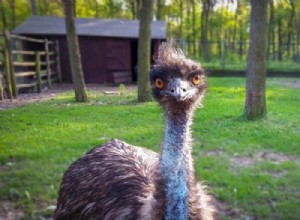 Emu:Espíritu Animal, Tótem, Simbolismo y Significado 