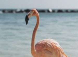 Flamingo:Spirit Animal, Τοτέμ, Συμβολισμός και Νόημα 