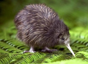 Kiwi:espíritu animal, tótem, simbolismo y significado 