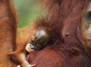 Orangután:espíritu animal, tótem, simbolismo y significado 