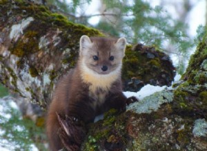 Marten:Spirit Animal, Totem, Symbolism and Meaning 