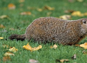 Marmotte :animal spirituel, totem, symbolisme et signification 