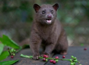 Civet:Espíritu Animal, Tótem, Simbolismo y Significado 