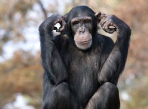 Chimpanse:Åndedyr, totem, symbolik og mening 