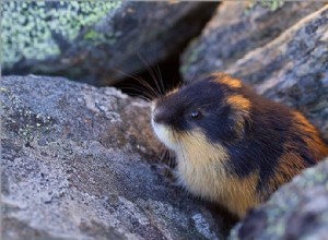 Lemming:Åndedyr, totem, symbolikk og mening 