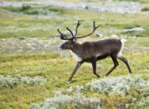 Reno:espíritu animal, tótem, simbolismo y significado 