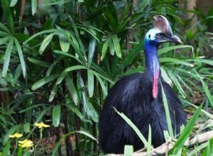 Casuario:espíritu animal, tótem, simbolismo y significado 