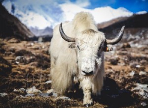 Yak:espíritu animal, tótem, simbolismo y significado 