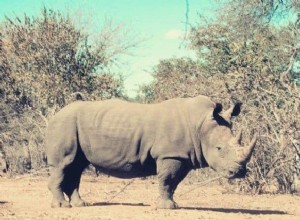 Rinoceronte:espíritu animal, tótem, simbolismo y significado 