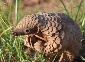 Pangolín:espíritu animal, tótem, simbolismo y significado 