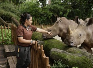 ¿Qué significa soñar con zoológico? 