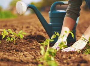 ¿Qué significa soñar con jardinería? 