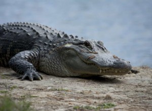 Signification du rêve d alligator 