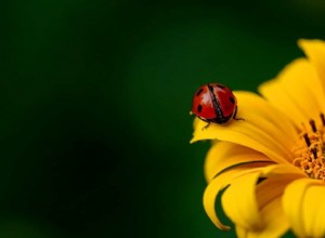 La signification du rêve de coccinelle 