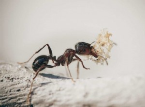 Símbolos de sueño de insectos 