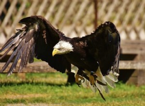 Que signifient les aigles dans les rêves ? 